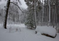 Основной фенологический этап зимы – «Глубокая зима»