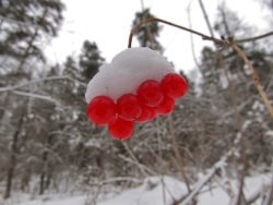Кали́на обыкнове́нная