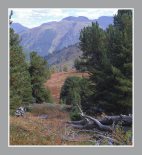 Горные кедровники