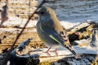 ОРНИТОЛОГИЧЕСКИЕ НОВОСТИ С УЧЕТНОГО МАРШРУТА НА ЯЙЛИНСКОЙ ТЕРРАСЕ И НЕ ТОЛЬКО. Ноябрь 2020