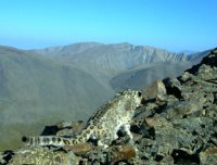 Экологи «установили личность» случайно сфотографированного бийчанином снежного барса