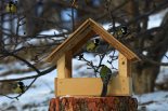 синицы у кормушки