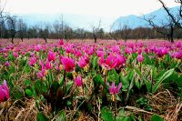 40 лет в Алтайском заповеднике!