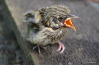 ОРНИТОЛОГИЧЕСКИЕ НОВОСТИ С УЧЕТНОГО МАРШРУТА НА ЯЙЛИНСКОЙ ТЕРРАСЕ И НЕ ТОЛЬКО. Июль 2020