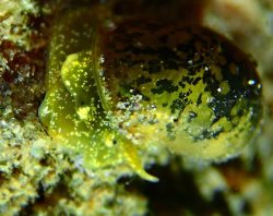 Микрокосмос озера Телецкое. 