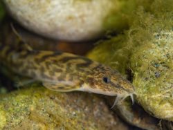 Тайная ночная жизнь Телецкого озера в начале лета