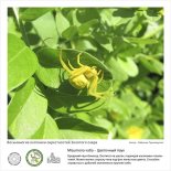 Фотовыставка  «Восьминогие охотники  окрестностей Золотого озера»