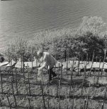 Уход за садом. Николай Павлович Смирнов. 