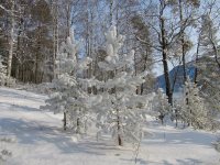 Жизнь заповедного кордона. Зимние обходы в окрестностях кордона Байгазан