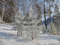 Жизнь заповедного кордона. Зимние обходы в окрестностях кордона Байгазан