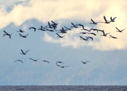 ОРНИТОЛОГИЧЕСКИЕ НОВОСТИ С УЧЕТНОГО МАРШРУТА НА ЯЙЛИНСКОЙ ТЕРРАСЕ И НЕ ТОЛЬКО. Октябрь 2022