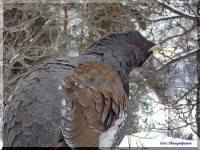 Визит дикого глухаря в заповедный посёлок