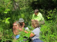 На Телецком озере учёные описывают растительные сообщества