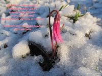 С праздником весны!