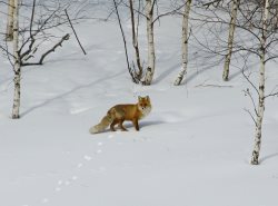 Приключения рыжей воришки на кордоне Байгазан.