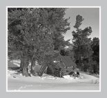 Зимовейка под кедрами (хребет Корбу, 1993)