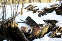 Директор Алтайского заповедника: «Взаимодействие с полицией и прокуратурой необходимо усиливать»