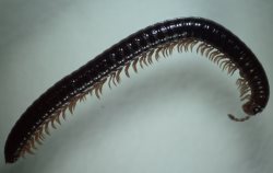 Новый вид многоножек открыт в Алтайском биосферном заповеднике