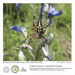 Фотовыставка  «Восьминогие охотники  окрестностей Золотого озера»