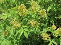 Заметки дендролога. Бузина сибирская