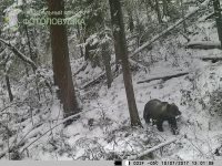 Снимки животных Алтайского заповедника представлены на конкурсе Фотоловушка-2017