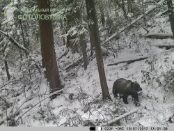 Снимки животных Алтайского заповедника представлены на конкурсе Фотоловушка-2017
