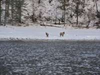 Жизнь заповедного кордона. «Случайное фото»