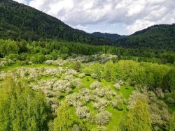 Проведена экспертная оценка садов Яйлинской террасы