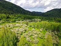 Проведена экспертная оценка садов Яйлинской террасы