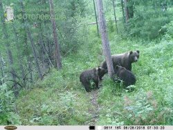 Кадры с фотоловушек Алтайского заповедника принимают участие в конкурсе Фотоловушка.РФ-2018.