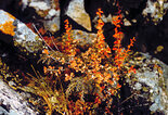 Berberis sibirica Pall. - Барбарис сибирский и Juniperus sibirica Burgsd. - Можжевельник си-бирский. Фото А. Лотов