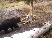 Новости с фотоловушек: итоги 2020 года