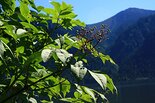 Бузина сибирская. Sambucus sibirica. Фото М. Сахневич.
