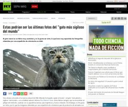 Манул на интернет-ресурсах Russia Today и The Siberian Times