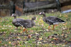 ОРНИТОЛОГИЧЕСКИЕ НОВОСТИ С УЧЕТНОГО МАРШРУТА НА ЯЙЛИНСКОЙ ТЕРРАСЕ И НЕ ТОЛЬКО. Октябрь 2020