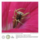 Фотовыставка  «Восьминогие охотники  окрестностей Золотого озера»