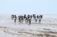 За два дня учётов в Алтайском заповеднике насчитано 78 аргали