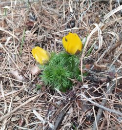 Пестрая весна