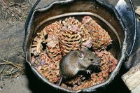 Осень – время сезонной миграции грызунов