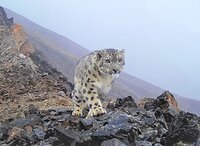 2022 год - Год снежного барса в Республике Алтай