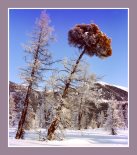 Чульчинские лиственничиники