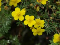 Заметки дендролога. Курильский чай