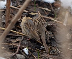 ОРНИТОЛОГИЧЕСКИЕ НОВОСТИ С УЧЕТНОГО МАРШРУТА НА ЯЙЛИНСКОЙ ТЕРРАСЕ И НЕ ТОЛЬКО. Апрель 2021