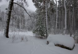 Основной фенологический этап зимы – «Глубокая зима»