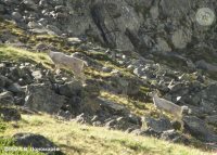 В Горном Алтае дикий лесной северный олень  сохранился только в Алтайском заповеднике