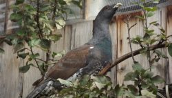 Дикий глухарь неделю жил среди людей в поселке Алтайского заповедника  