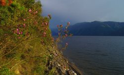 Цветение маральника в Алтайском заповеднике