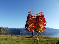 ОРНИТОЛОГИЧЕСКИЕ НОВОСТИ С УЧЕТНОГО МАРШРУТА НА ЯЙЛИНСКОЙ ТЕРРАСЕ И НЕ ТОЛЬКО. Октябрь 2019