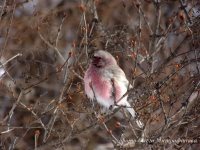 Орнитологические новости