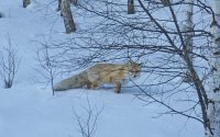 Жизнь заповедного кордона. Кто приходит в гости к нам?